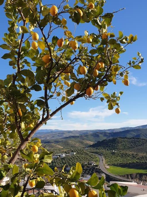 Mirador Del Olivar Olvera Bagian luar foto